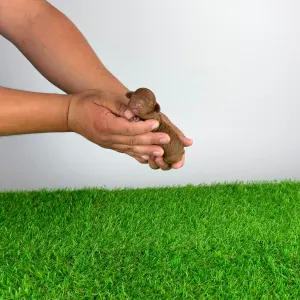 Caniche Toy - Xin