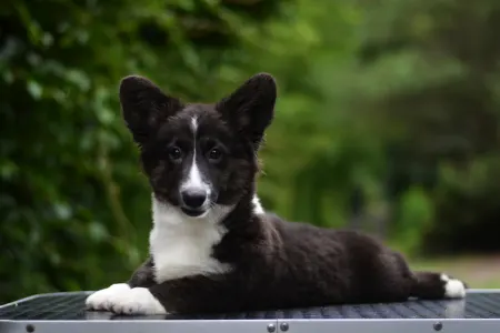 Cardigan welsh corgi - Kirunavara Mendenhall 