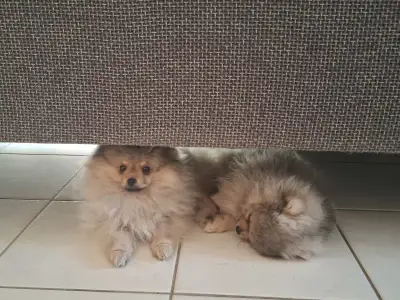 Pomeranian - Akim
