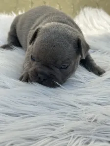 Bulldog francez - Ashur