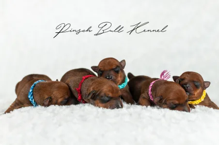 Kavapoo - Pinsch-bull Kennel