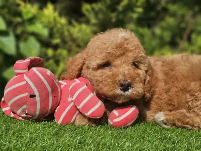 Cavapoo - Kay