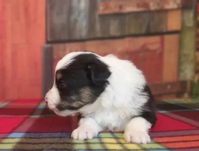 Miniatur amerikanischer Schäferhund - Academy Award