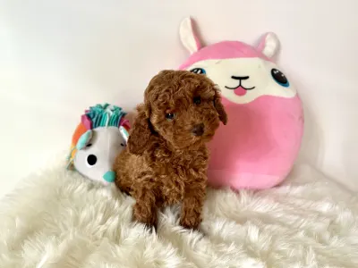 Törpe uszkár - Fedra