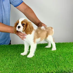 Cavalier King Charles Spaniel - Zammel