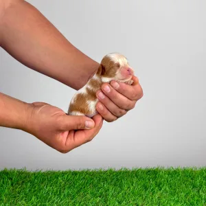 Кавалер кинг-чарльз-спаниель - Lotus