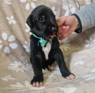 Irish Wolfhound - Berlin