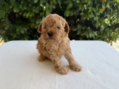 Caniche Nain - Icon