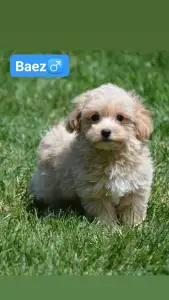 Maltipoo - Baez