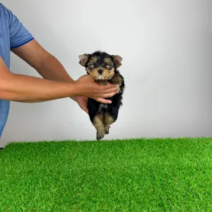 Yorkshire Terrier - Zico