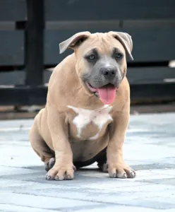 Amerikai Bully - Pocket - Bbb.nala
