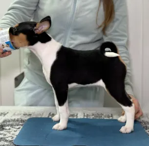 Basenji - Boy 2 Trikolor Name-  Protective King 