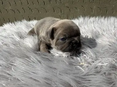 Francuski buldog - Jamie