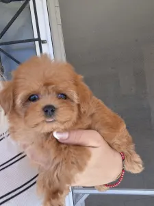 Maltipoo - Maltipoo F