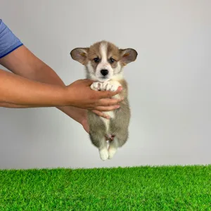 Welsh Corgi Pembroke - Sculli