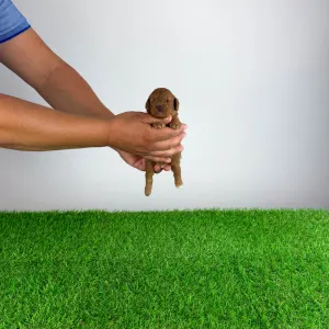 Poodle Toy - Xilli