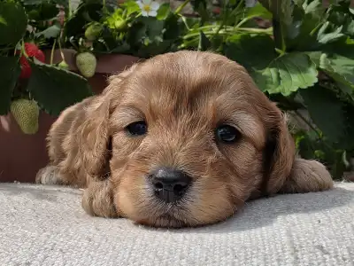 Cavapoo - Eper