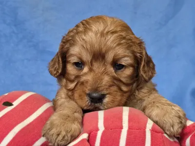 Cavapoo - Chester