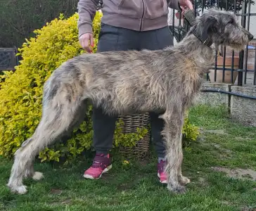 Irish Wolfhound - Bìborka
