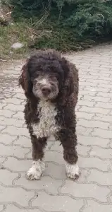 Lagotto Romagnolo - Aky