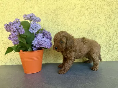 Trpasličí pudl - Hédi