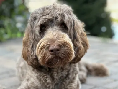 Labradoodle - Derton Australian Labradoodle 