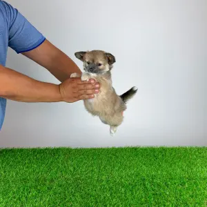 Chihuahua - Jilli