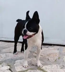 Boston Terrier - Khalessi Angelus Domini 