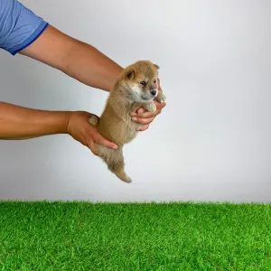 Shiba - Taiyo