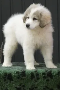 Pyrenean Mountain Dog - Candybelldream Emma