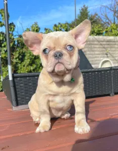 Francouzský buldoček - Georgina 