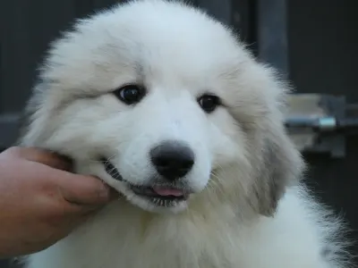 Pyrenean Mountain Dog - Candybelldream El Bundy