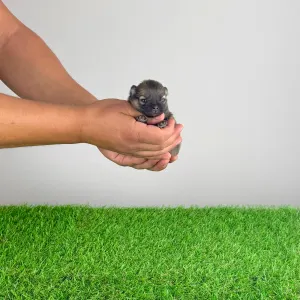 Pomeranian - Riki