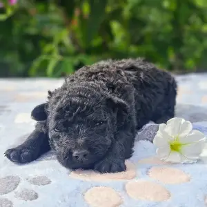 Mudi - White Pörgelóci Jóság