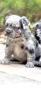 Französische Bulldogge - Steel Wing Bullz Ghost
