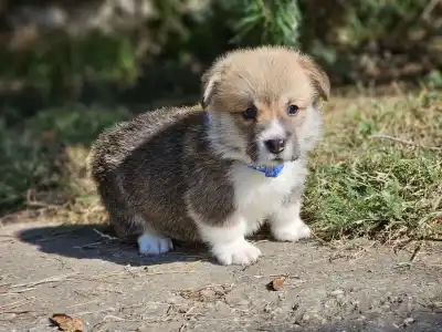 Welsh Corgi Pembroke - Lui