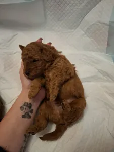 Pudel toy - Aston Christina Diamond Dream 