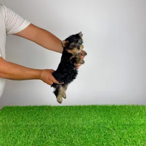 Yorkshire Terrier - Dudu