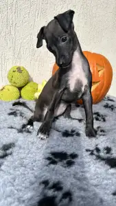 Italienisches Windspiel - Emma