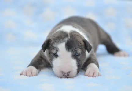 Miniature Bullterrier - Nathan