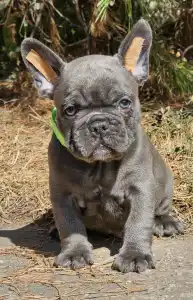French Bulldog - Sky 