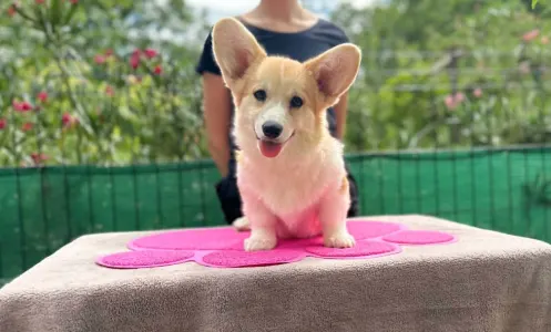 Pembroke Welsh Corgi - Amaya Queen Jewel Of Your Brilliand Diamond