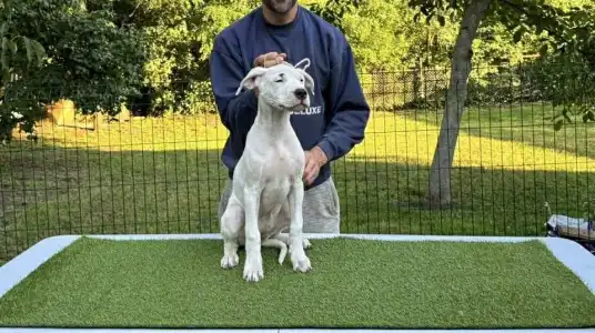 Dogo Argentino - Amidala Los Hijos De Horus
