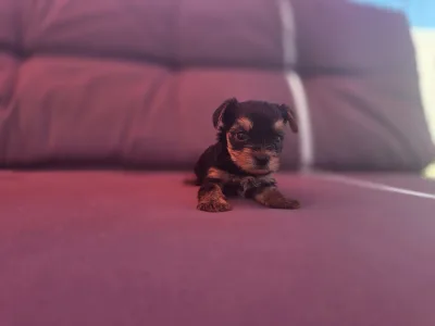 Yorkshire Terrier - Atos