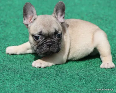 French Bulldog - Elvis