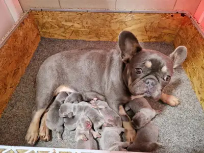 Buldog francuski - Family 