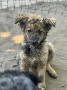 Mudi - Azúrkék-ragyogás Szikra