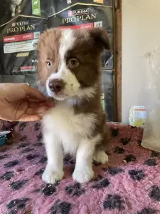 Border Collie - Brownstone Of Dynamic Pleasure
