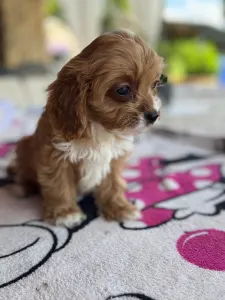 Cavapoo - Goldie