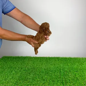 Poodle Miniature - Vioska